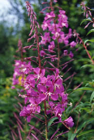 Chameron angustifolium